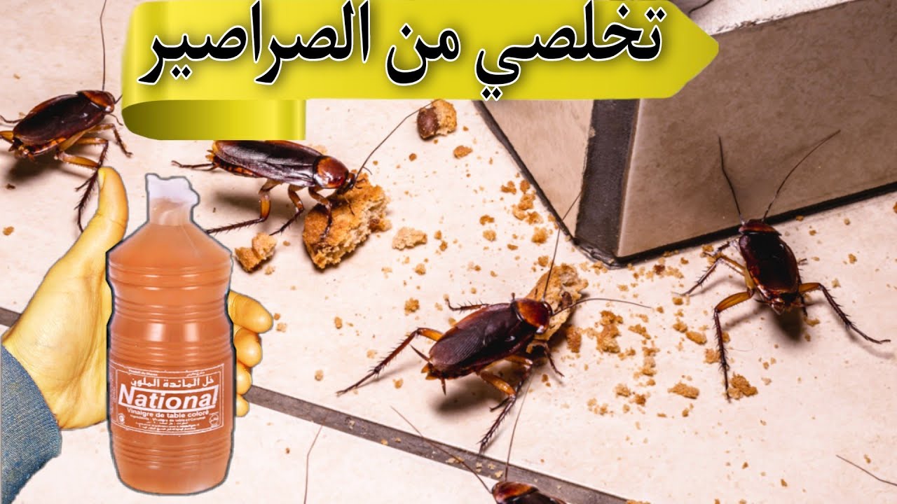 طرق التخلص من الصراصير التي توجد بالمطبخ بشكل نهائي
