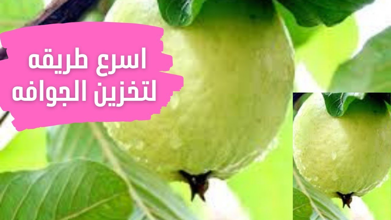 طريقة تخزين الجوافة