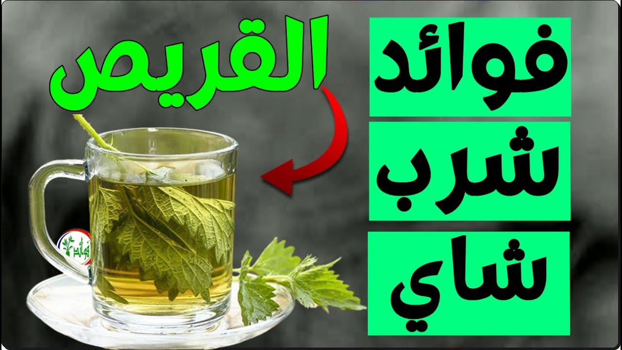 فوائد لا تعرفها عن شاي القراص وكيفية تحضيره