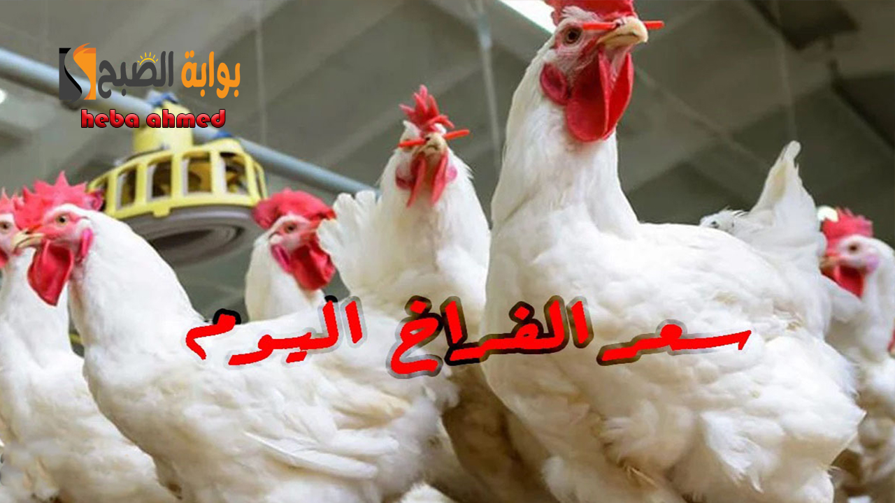 كم سعر الفراخ اليوم بعد التراجع