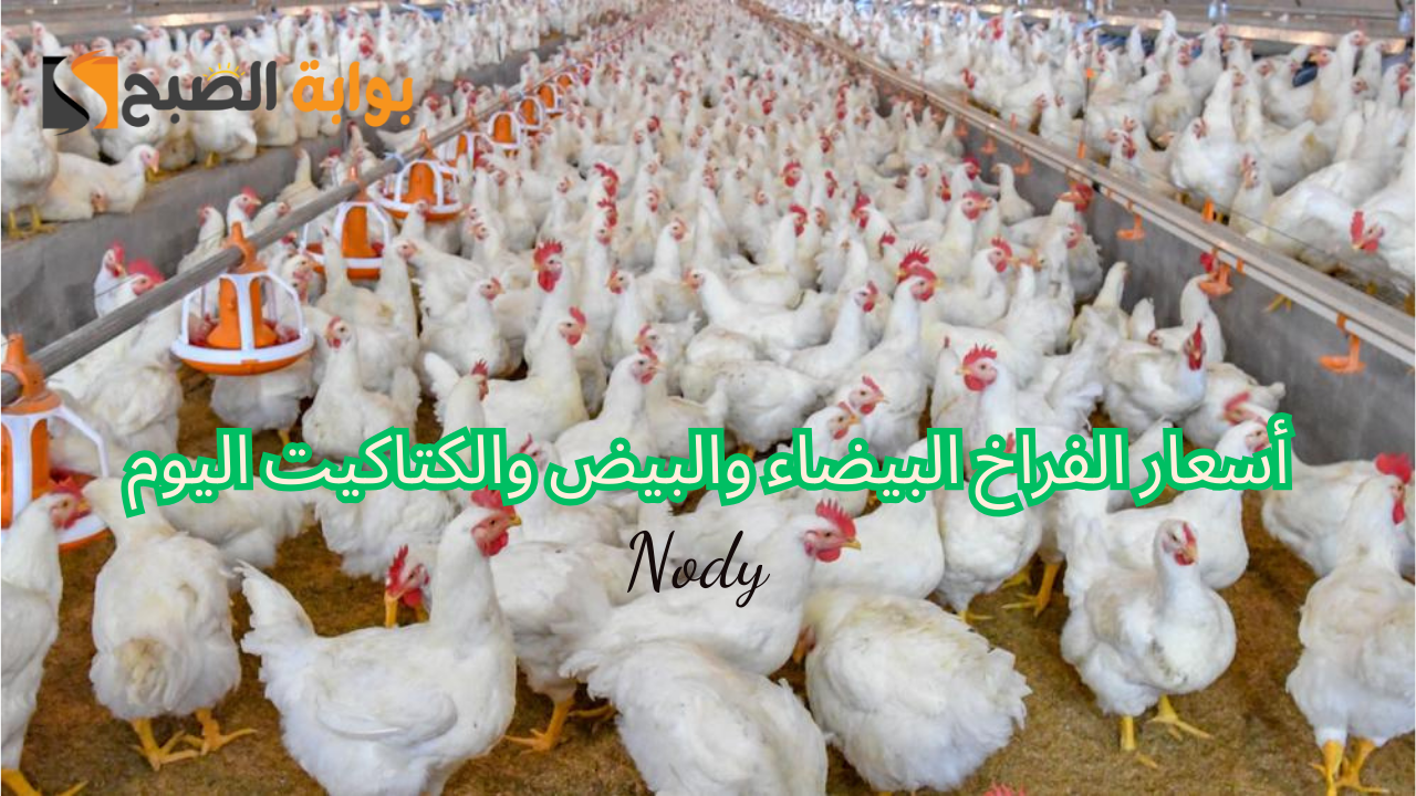 أسعار الفراخ في البورصة والأسواق