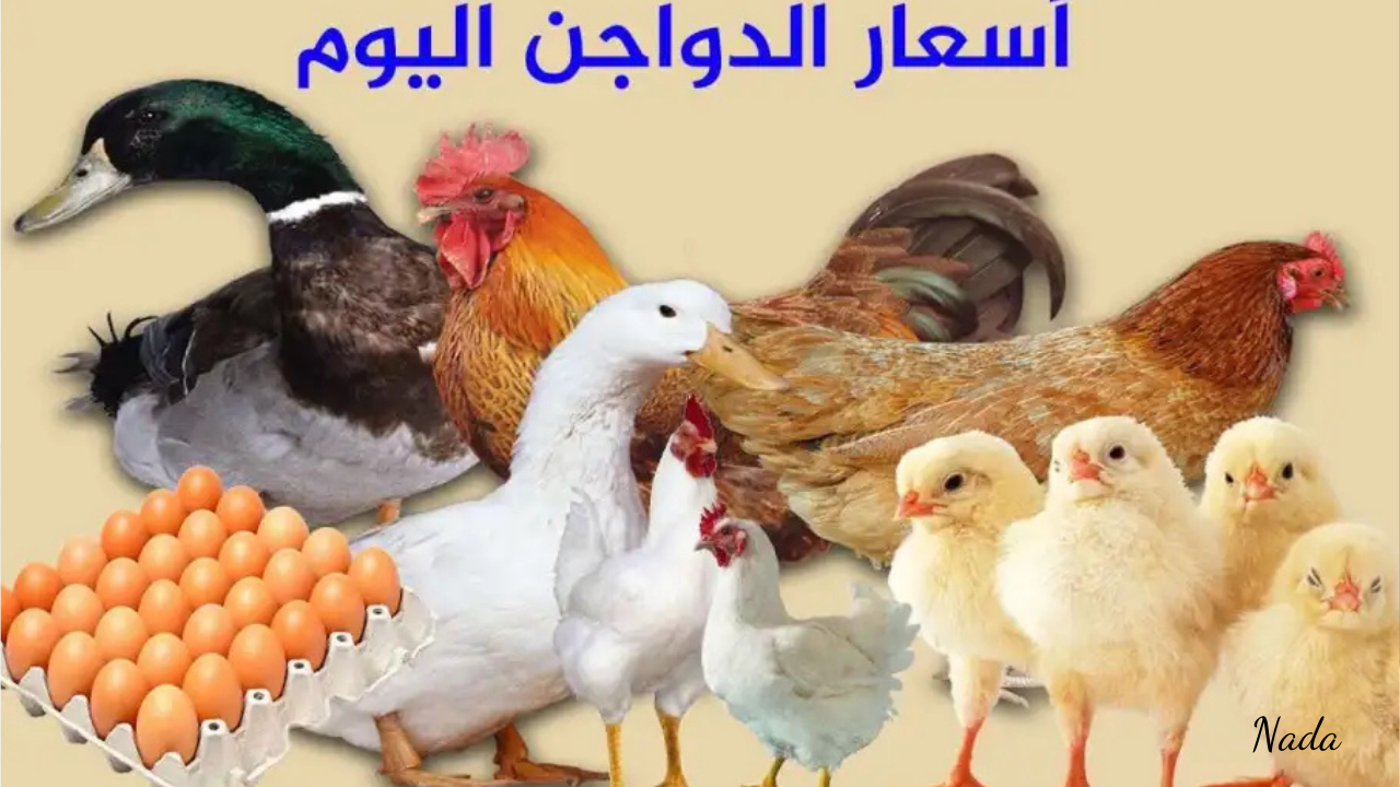 أسعار الدواجن اليوم 14 نوفمبر