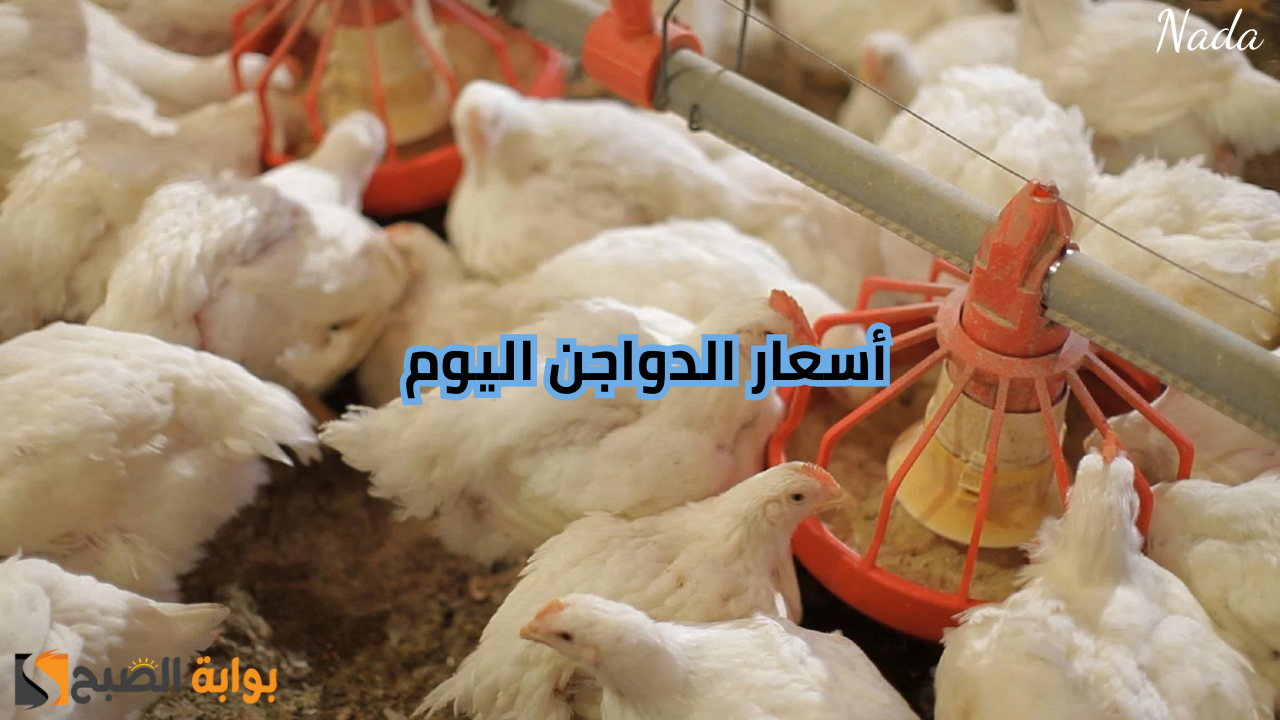 أسعار الفراخ اليوم