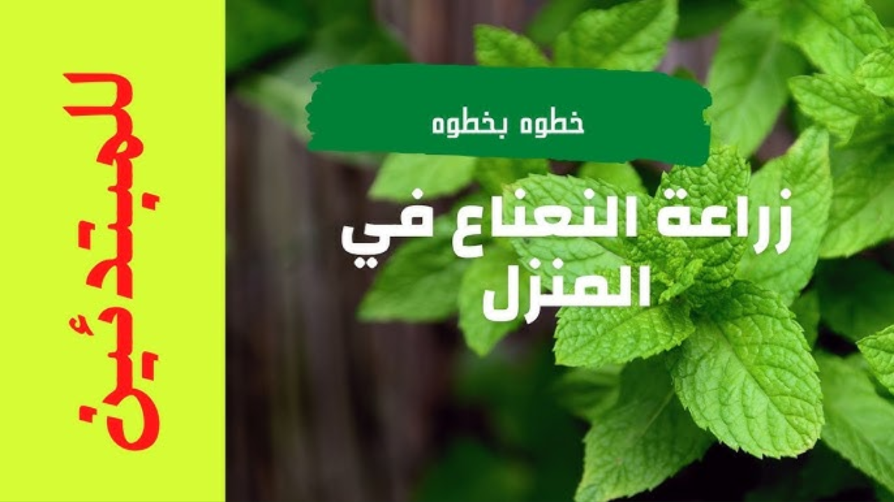 زراعة النعناع في المنزل