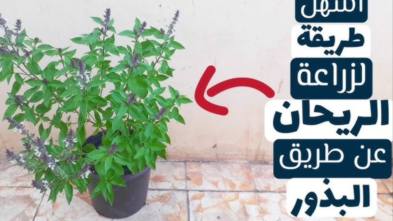 زراعة الريحان في المنزل
