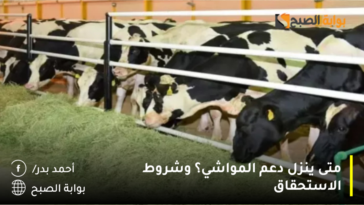 متى ينزل دعم المواشي؟