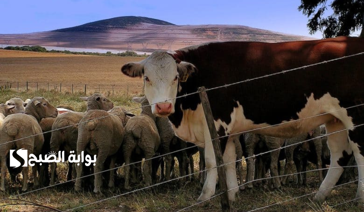 موعد صرف دعم المواشي