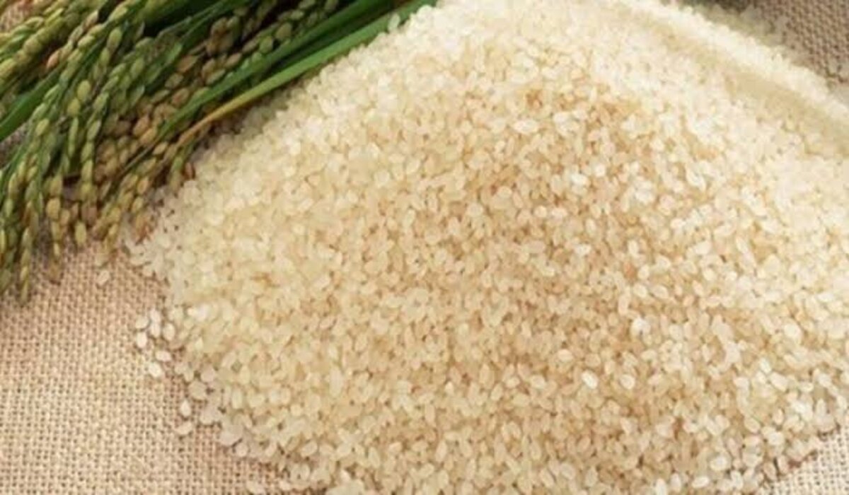 سعر طن الأرز الشعير اليوم