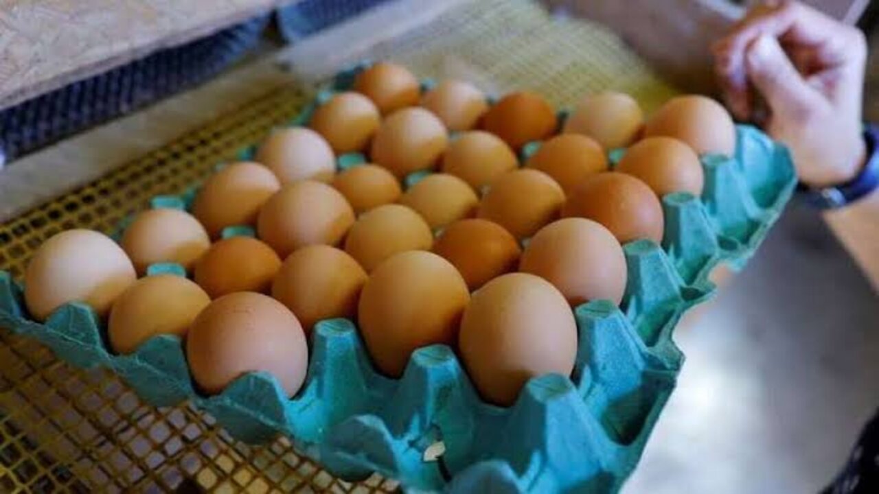 سعر كرتونة البيض اليوم