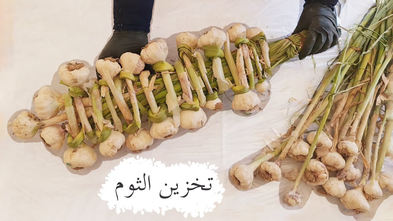تخزين الثوم