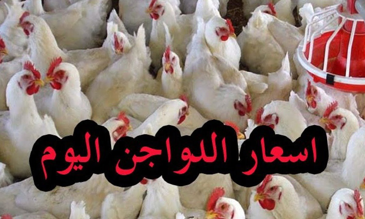 أسعار الدواجن اليوم في مصر