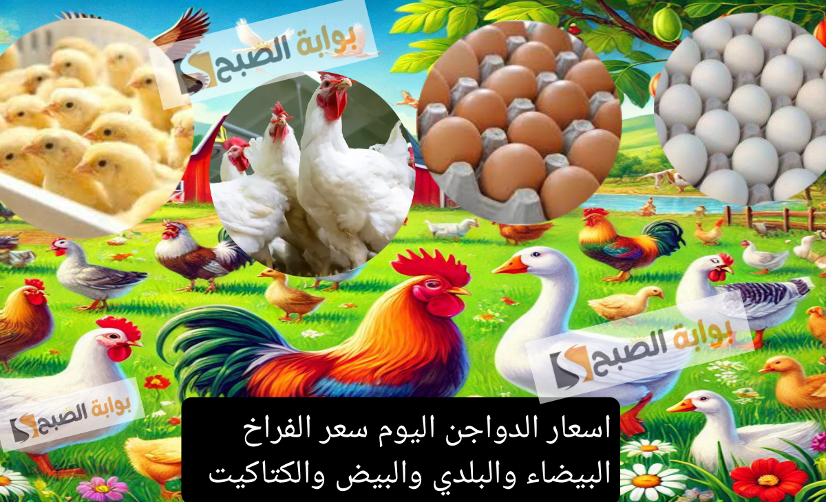 أسعار الدواجن اليوم في مصر