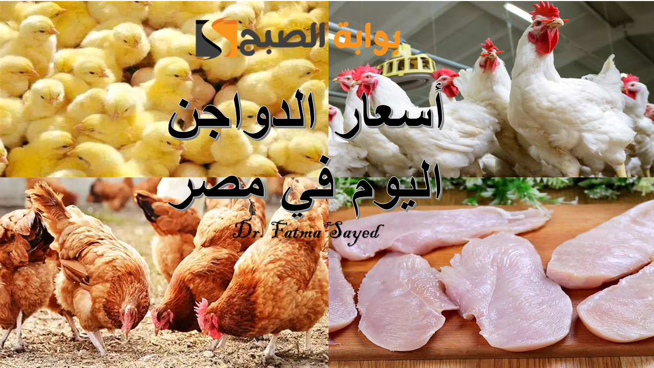 أسعار الدواجن اليوم