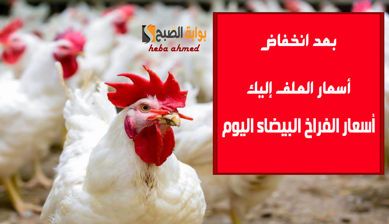 أسعار الفراخ البيضاء اليوم