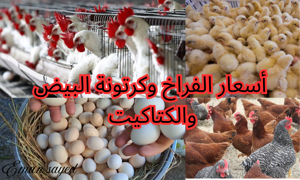 أسعار الفراخ البيضاء اليوم