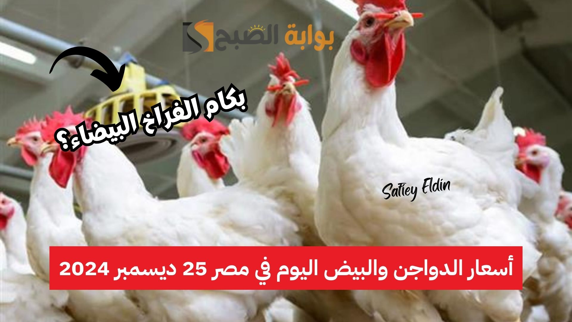 أسعار الفراخ اليوم الأربعاء 25 ديسمبر 2024 في بورصة الدواجن المصرية