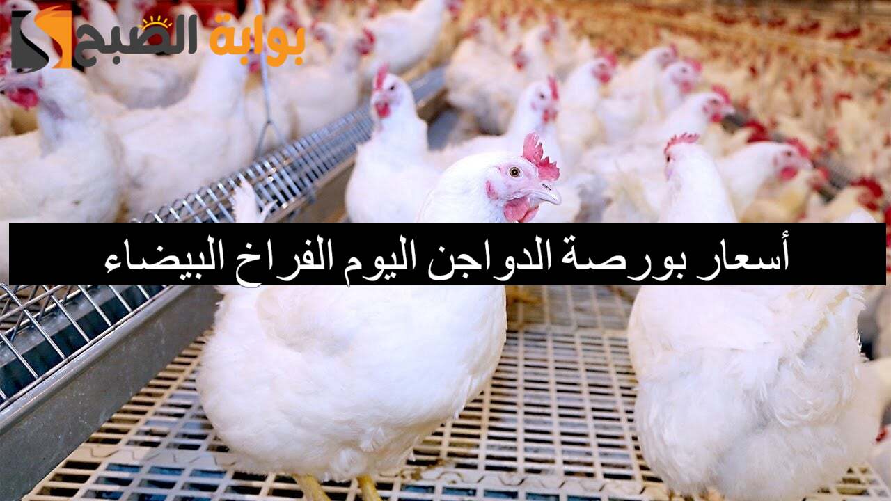 أسعار بورصة الدواجن اليوم الفراخ البيضاء