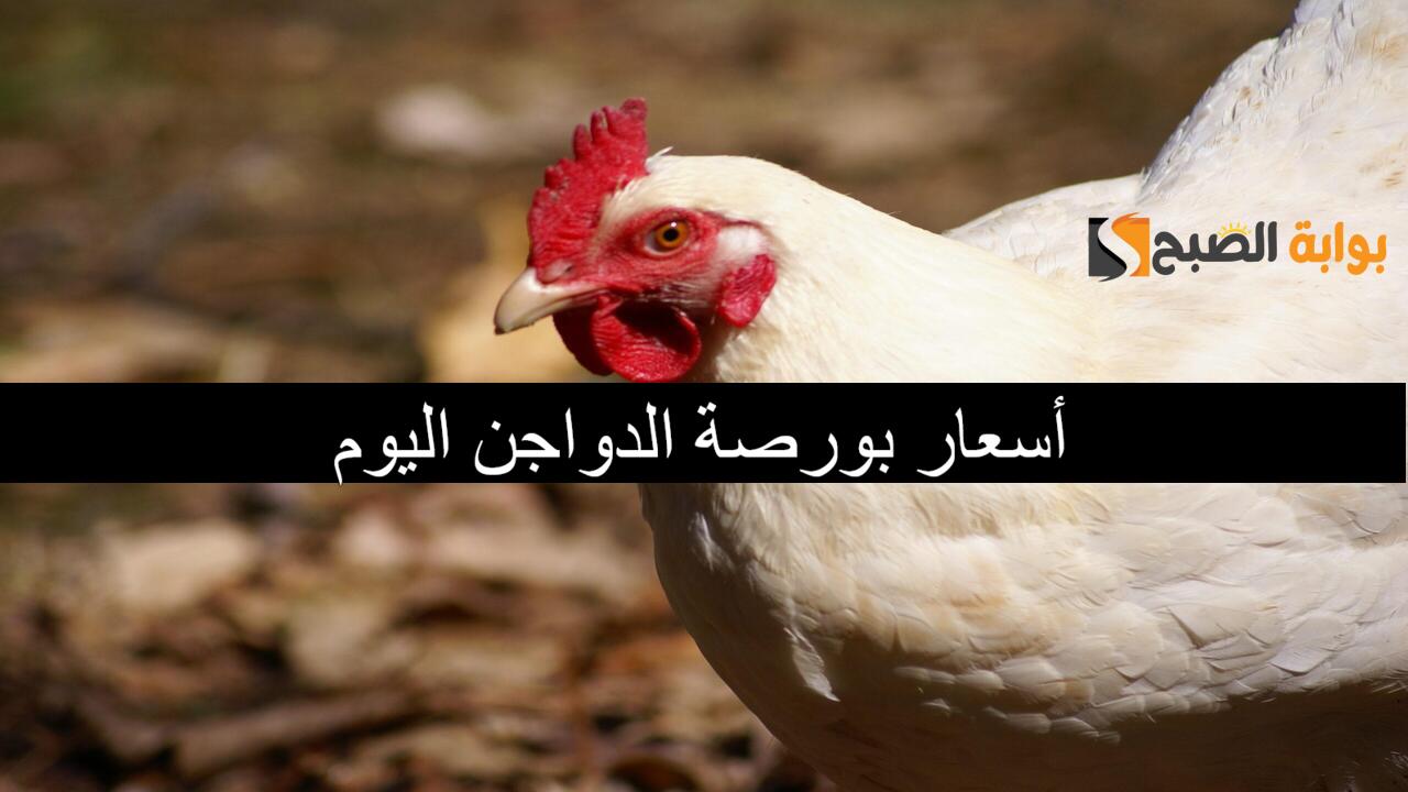 أسعار بورصة الدواجن اليوم