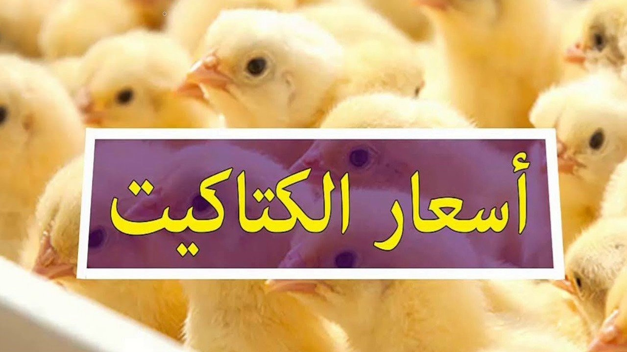 ارتفاع أم انخفاض؟.. أسعار الكتاكيت اليوم الخميس 12-12-2024 في المزرعة والأسواق