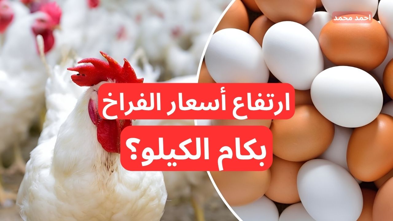 ارتفاع سعر الفراخ اليوم الخميس بورصة الدواجن 5-12-2024 والبيض