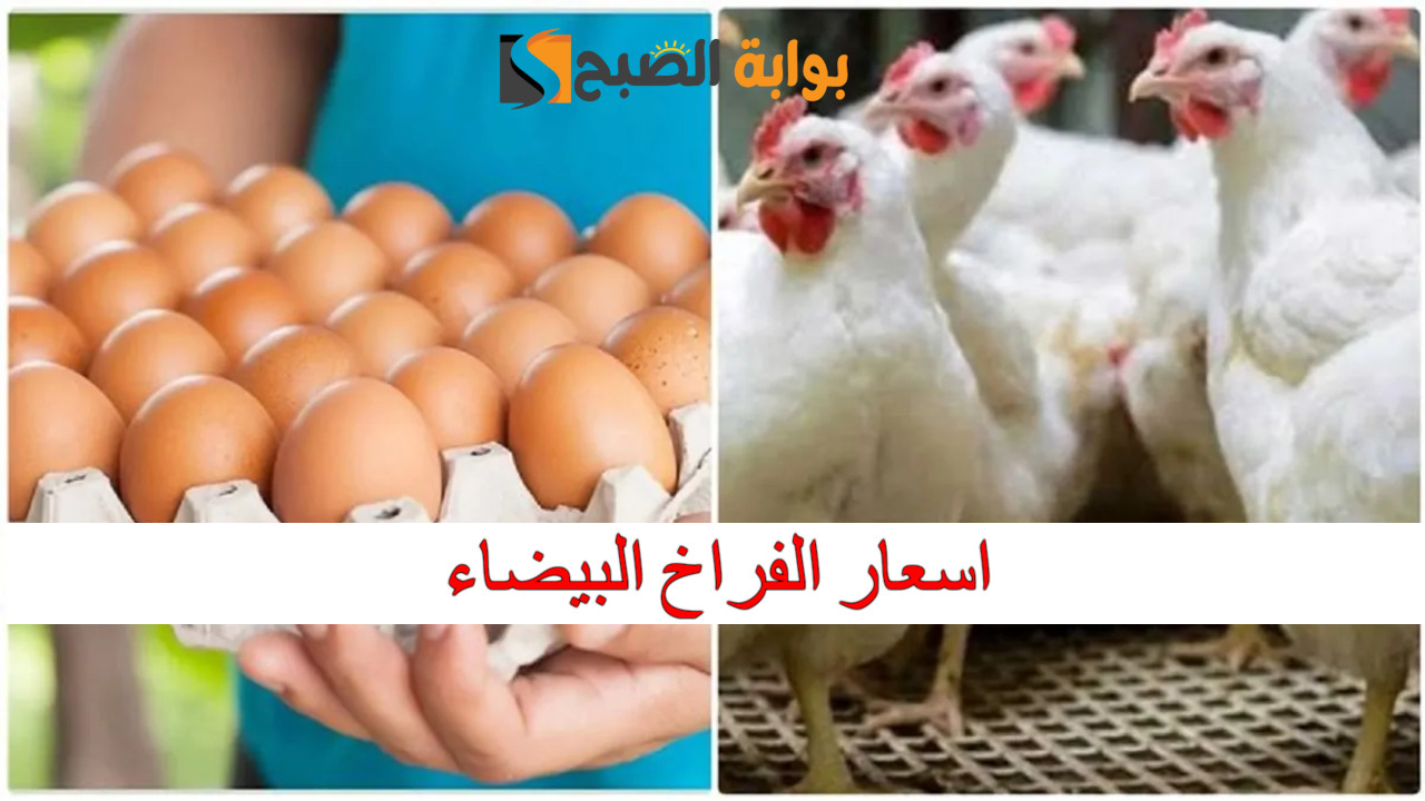 اسعار الفراخ البيضاء