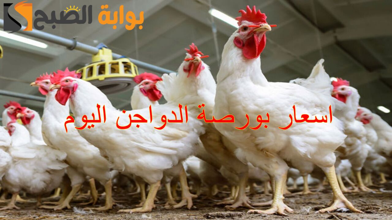 اسعار بورصة الدواجن اليوم
