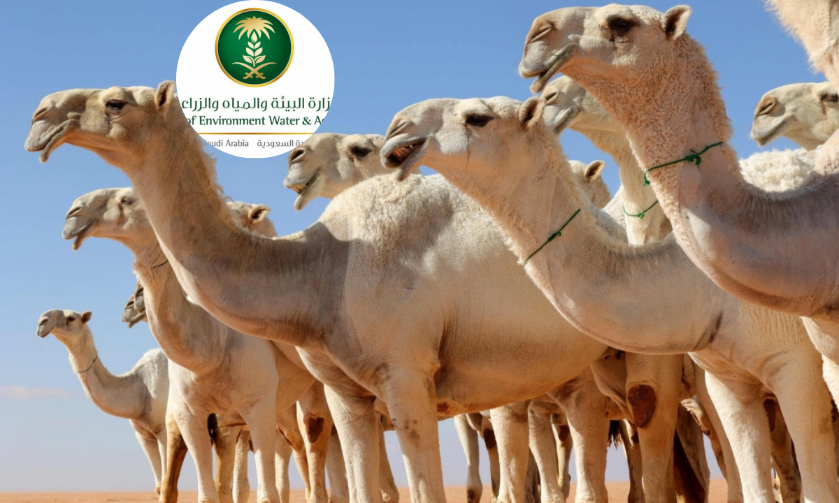التسجيل في خدمة ترقيم الإبل