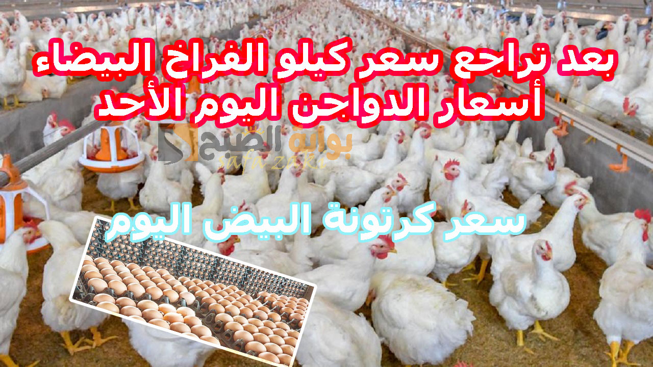 أسعار الفراخ البيضاء اليوم