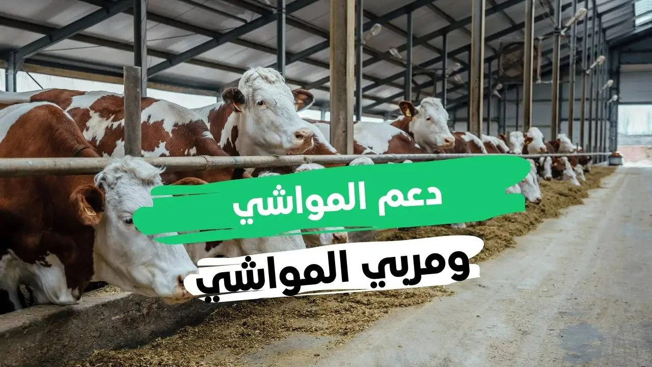 "وزارة الموارد توضح" موعد صرف دعم المواشي شهر ديسمبر 2024