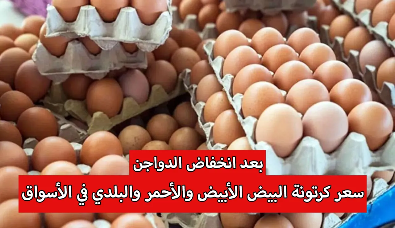 بعد انخفاض الدواجن.. سعر كرتونة البيض الأبيض والأحمر والبلدي في الأسواق وأسعار الفراخ اليوم