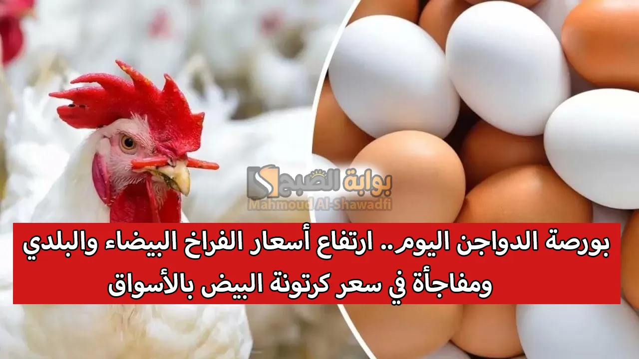 بورصة الدواجن اليوم.. ارتفاع أسعار الفراخ البيضاء والبلدي ومفاجأة في سعر كرتونة البيض بالأسواق