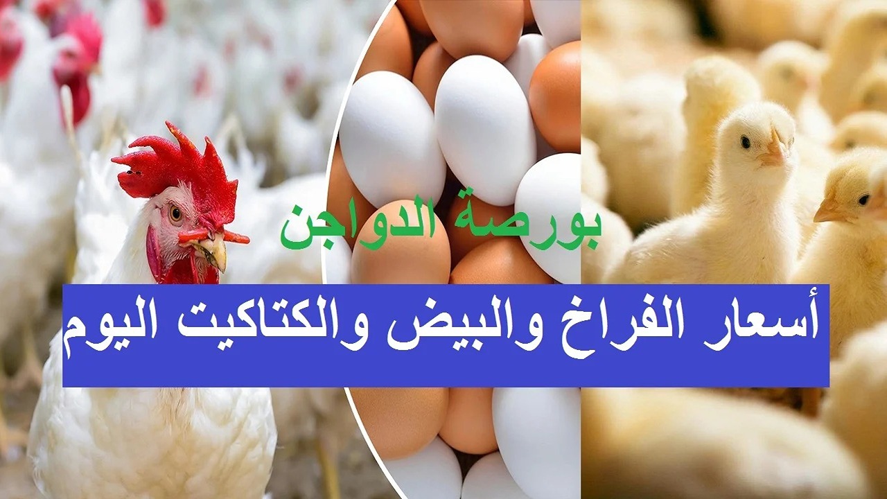 بورصة الدواجن.. أسعار الفراخ اليوم والبيض والكتاكيت بعد آخر ارتفاع بالأسواق الخميس 12-12-2024