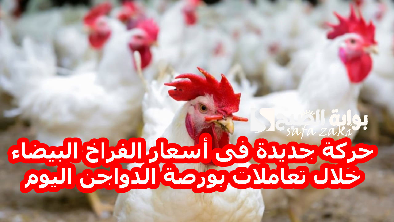 حركة جديدة فى أسعار الفراخ البيضاء خلال تعاملات بورصة الدواجن اليوم