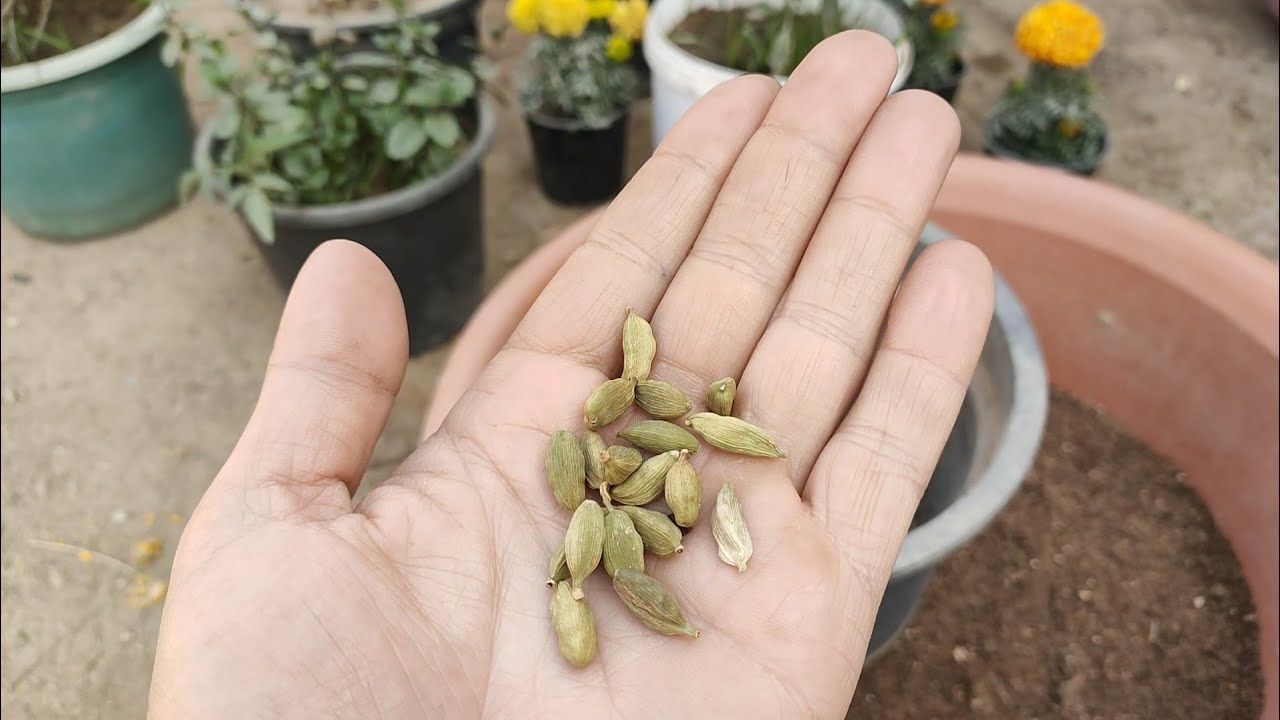 خطوات زراعة الهيل في البيت