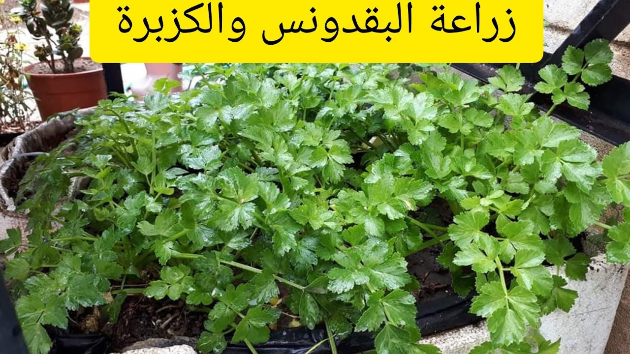 زراعة الكزبرة