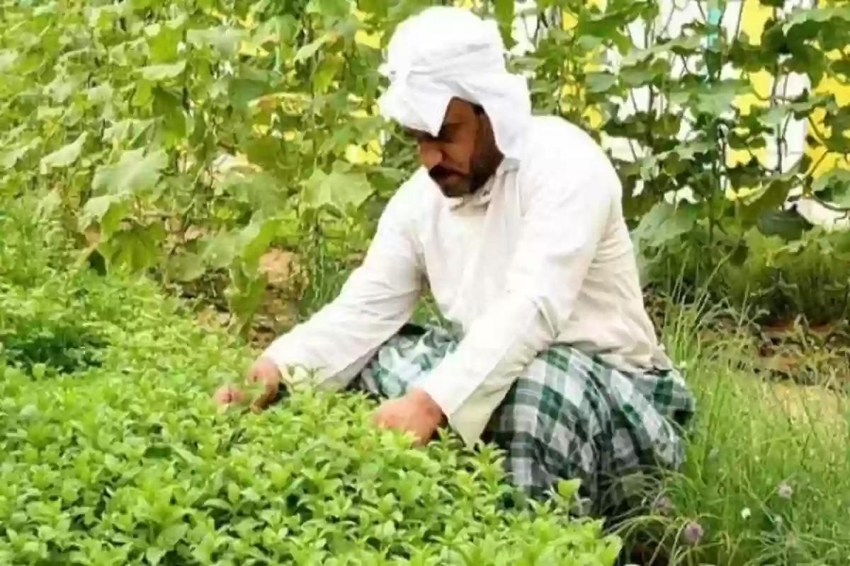 سداد الرسوم لتجديد إقامة عامل زراعي
