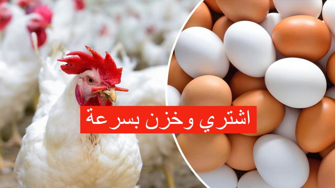 سعر الدواجن اليوم بورصة الدواجن الثلاثاء 3-12-2024