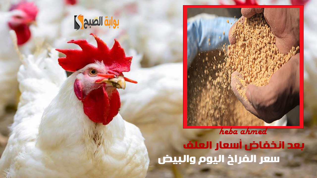 سعر الفراخ اليوم بعد انخفاض أسعار العلف