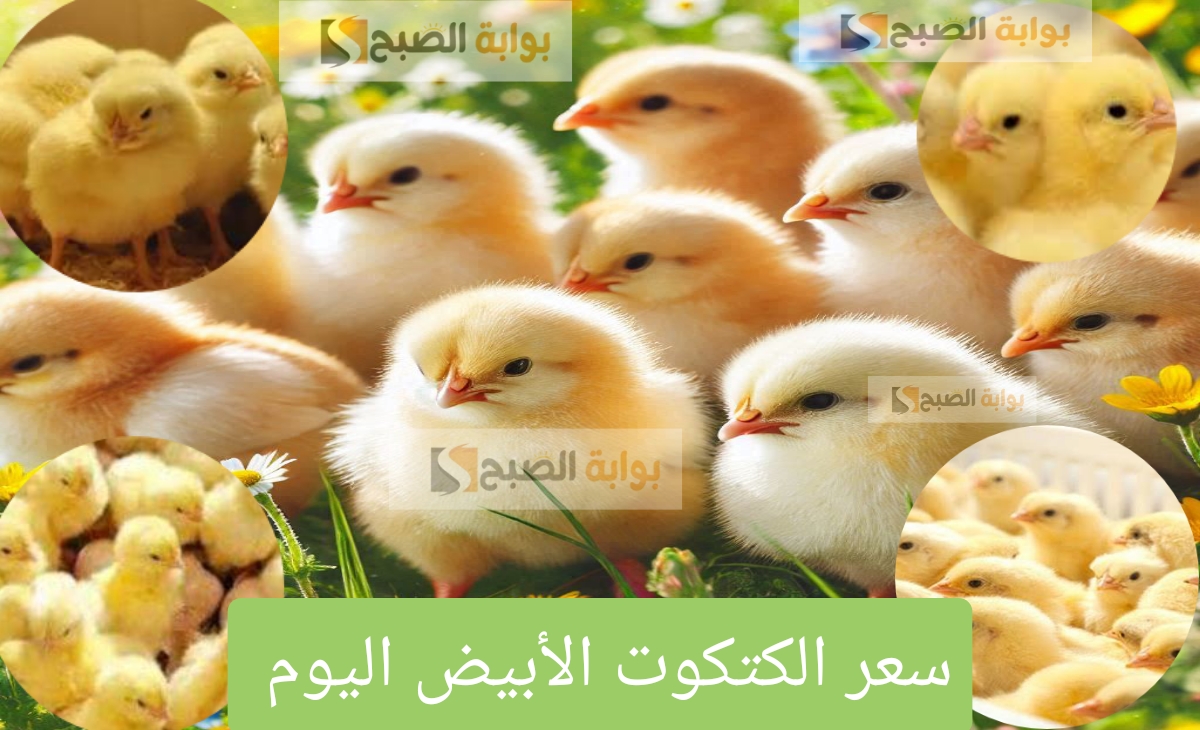 سعر الكتكوت الأبيض اليوم