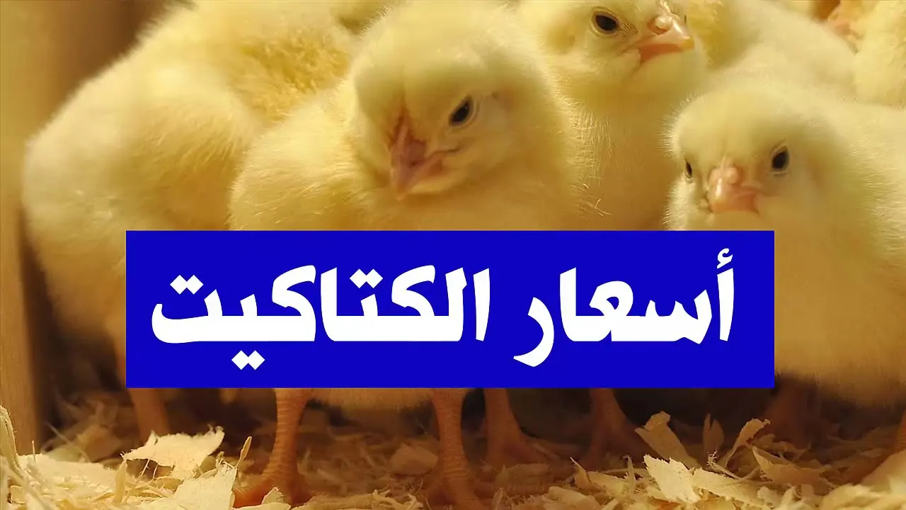 سعر الكتكوت الابيض اليوم