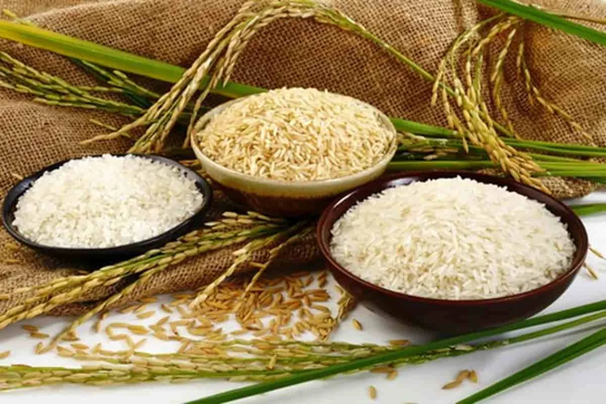 سعر طن الأرز الشعير اليوم