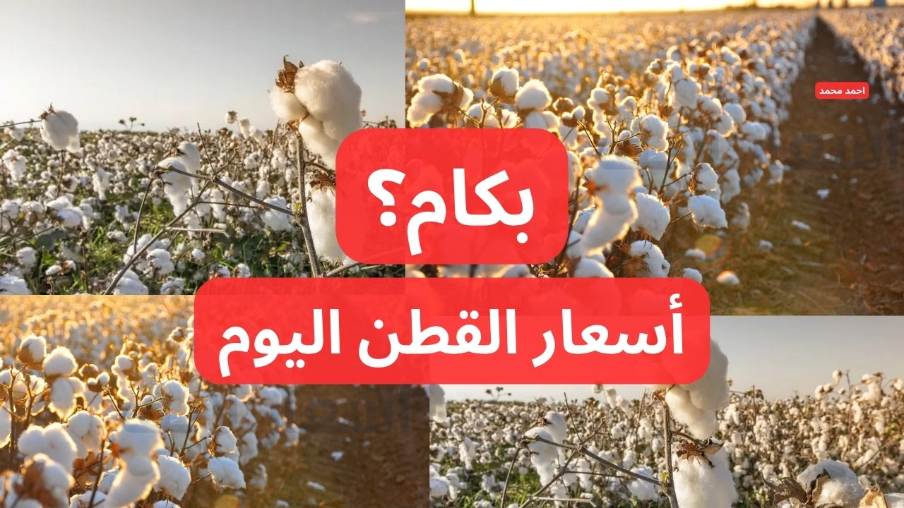 سعر قنطار القطن اليوم الأحد 8-12-2024 في التعاملات