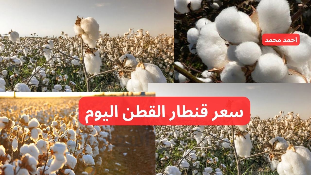 سعر قنطار القطن اليوم الأحد