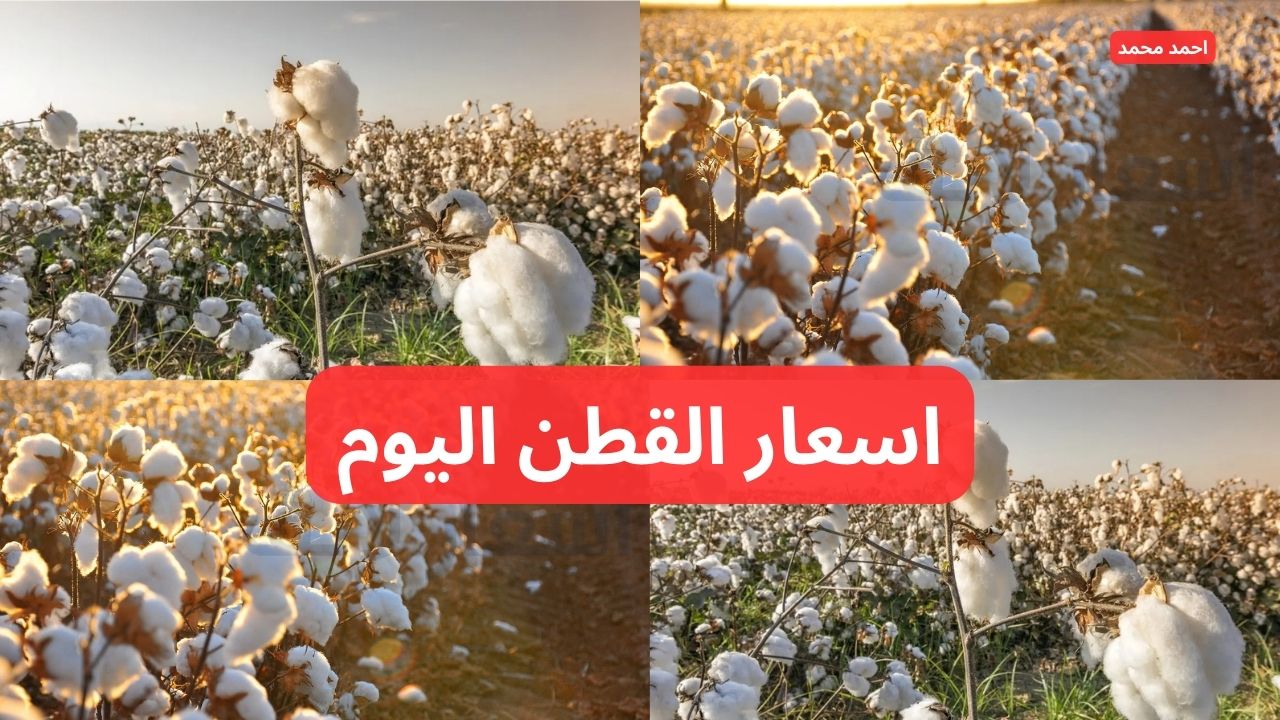 سعر قنطار القطن اليوم الثلاثاء 10 ديسمبر 2024 في الوجه البحري والقبلي
