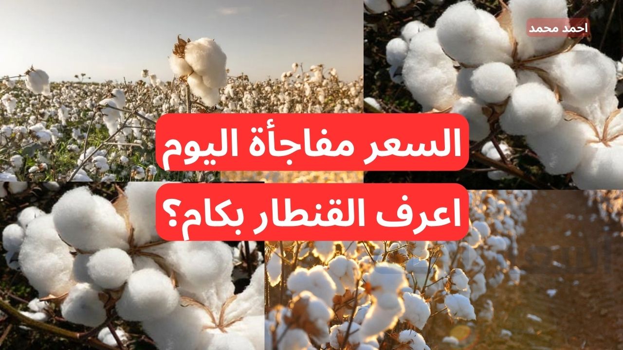 سعر قنطار القطن اليوم الجمعه 6-12-2024