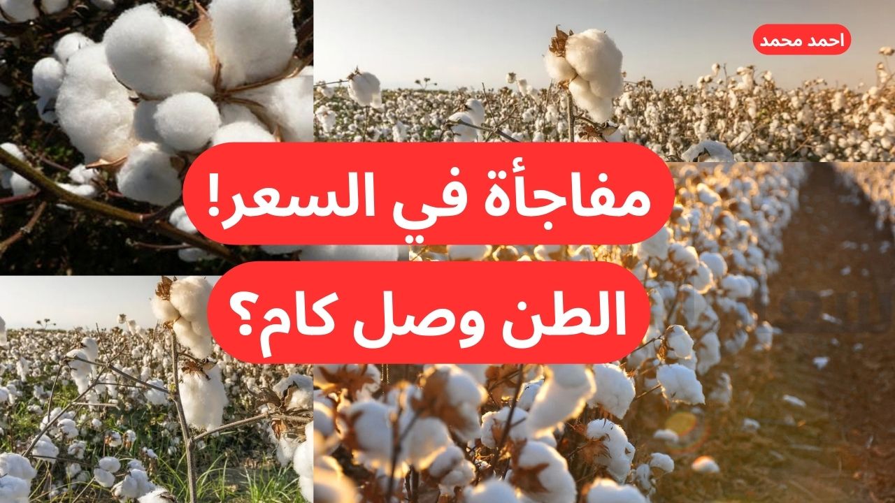 سعر قنطار القطن اليوم السبت 7-12-2024 في التعاملات