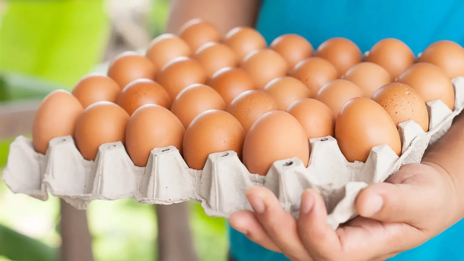 سعر كرتونة البيض اليوم