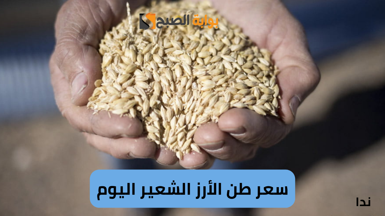 أسعار الأرز الشعير في السوق المصري