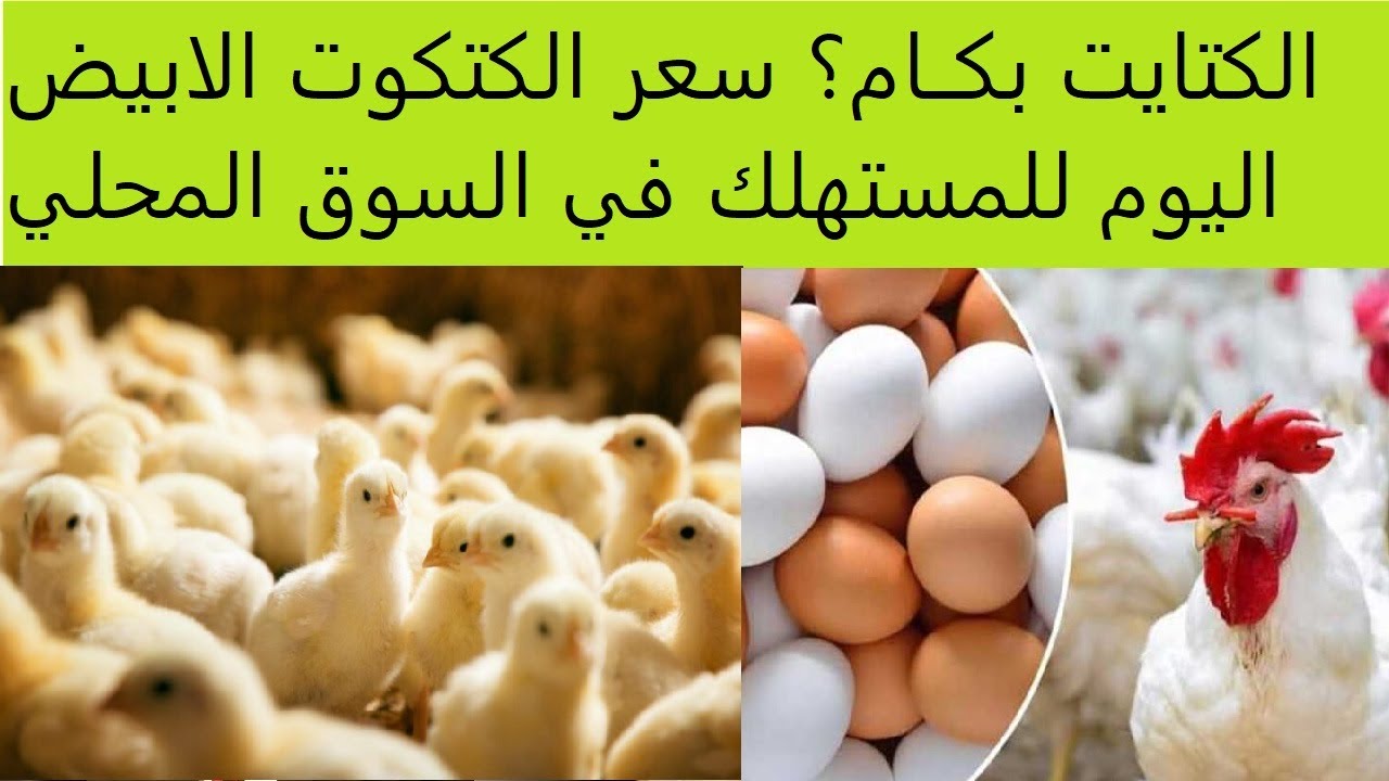 سعر الكتكوت الابيض اليوم