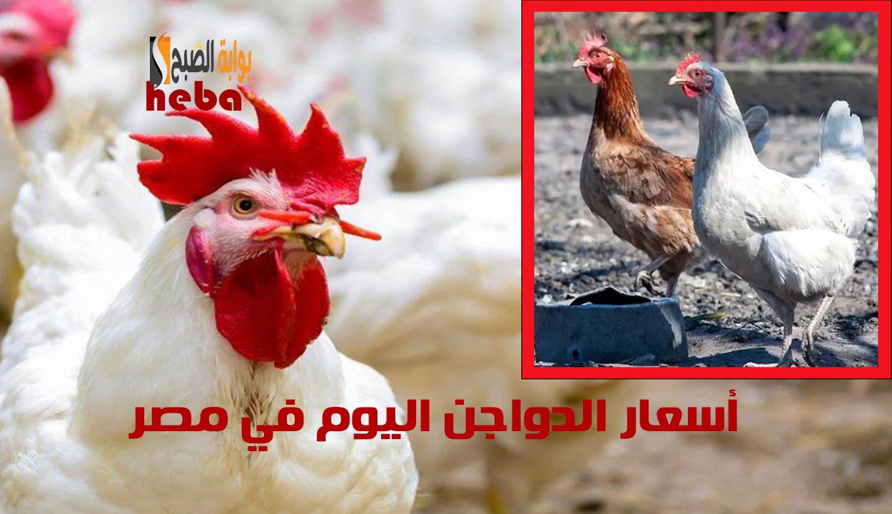أسعار الدواجن اليوم
